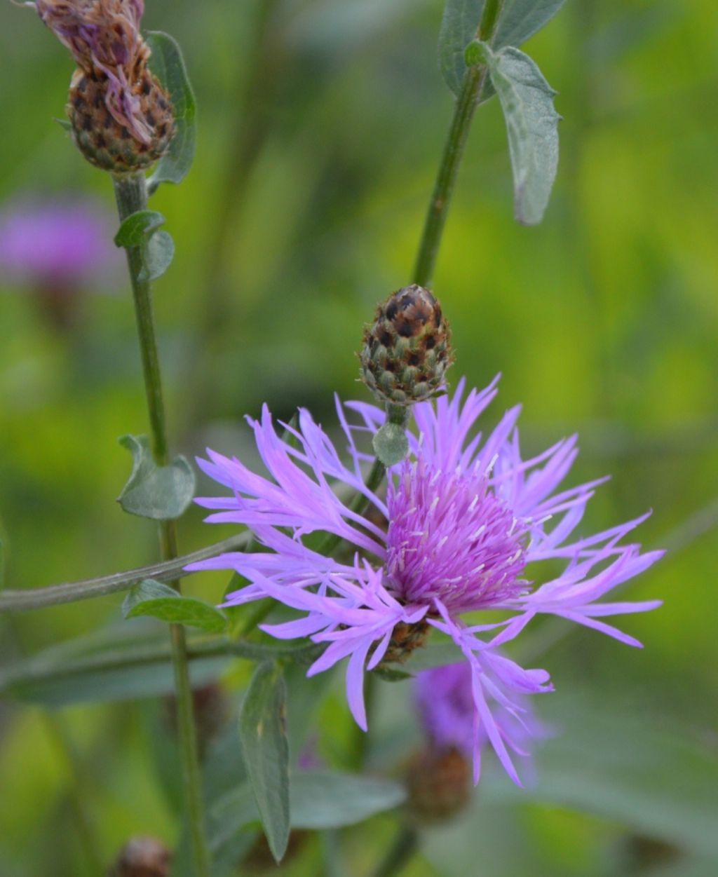 Centaurea nigrescens / Fiordaliso nerastro